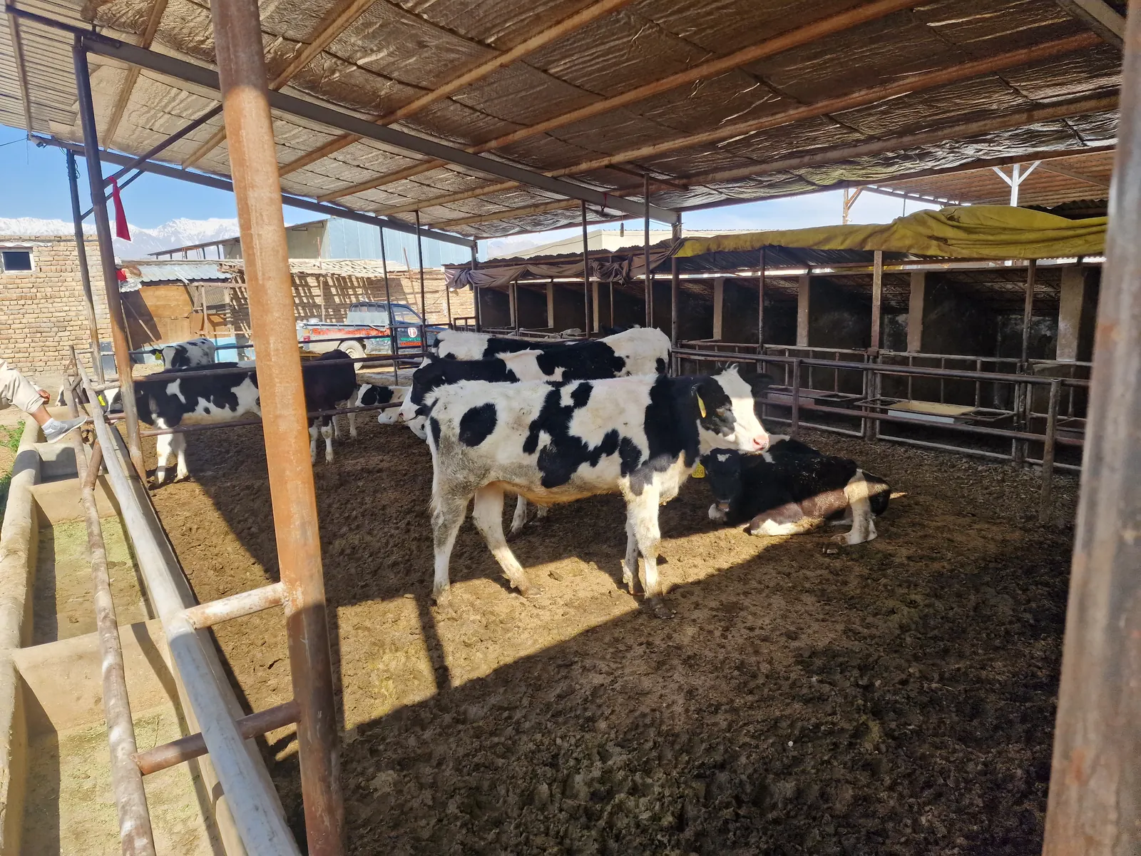 Dairy cows in the farm shelter