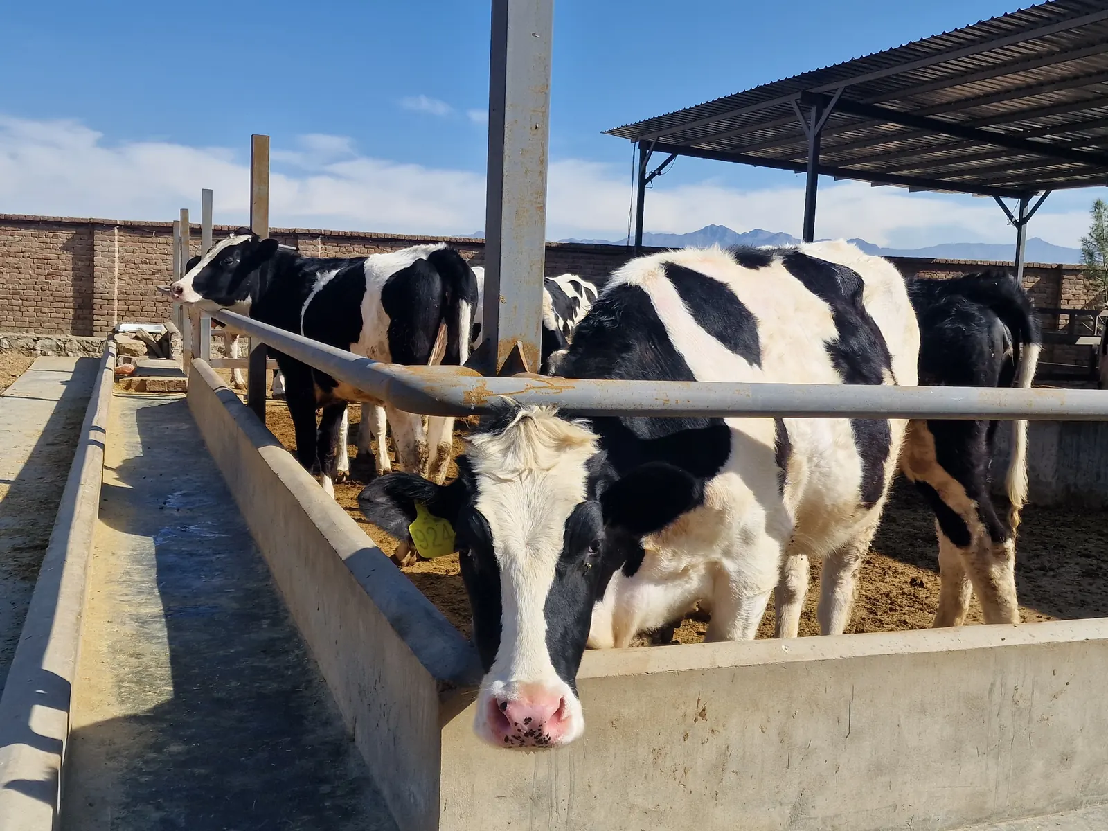 Healthy dairy cow at the feeding area
