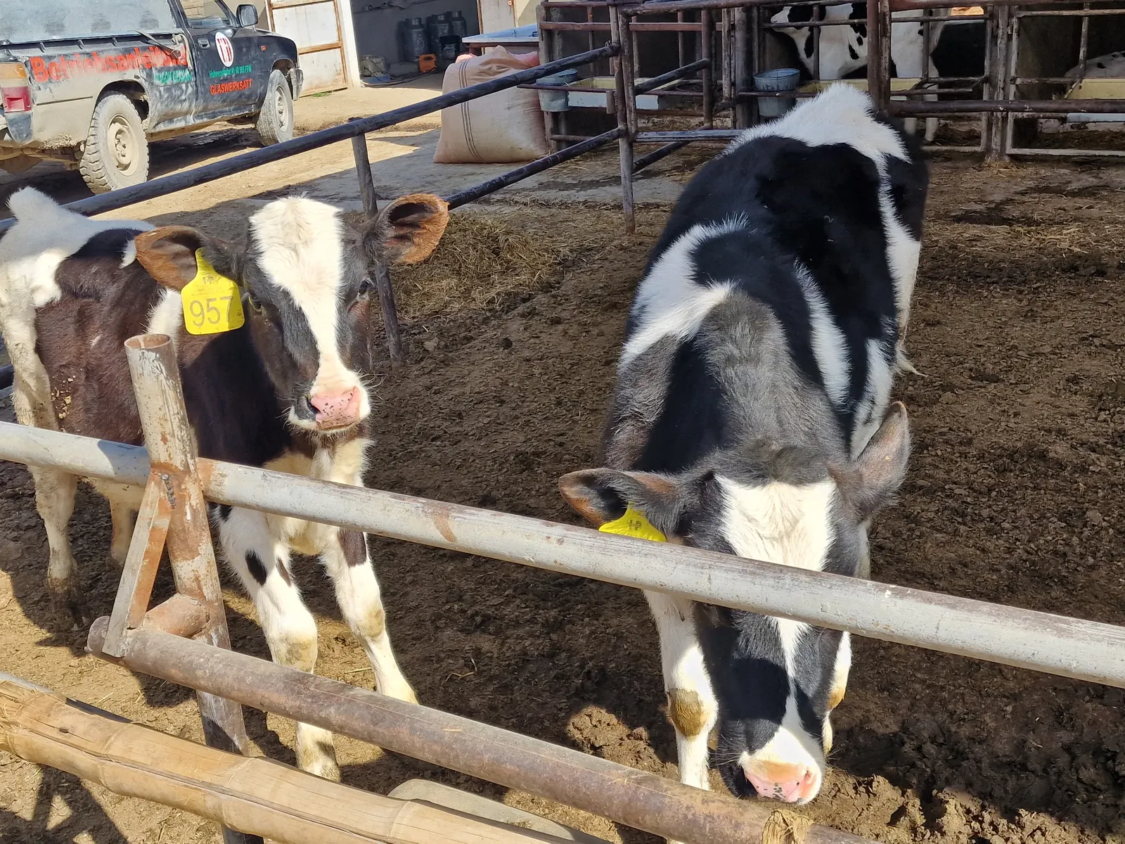 Young cattle at Hadis Hanofa farm