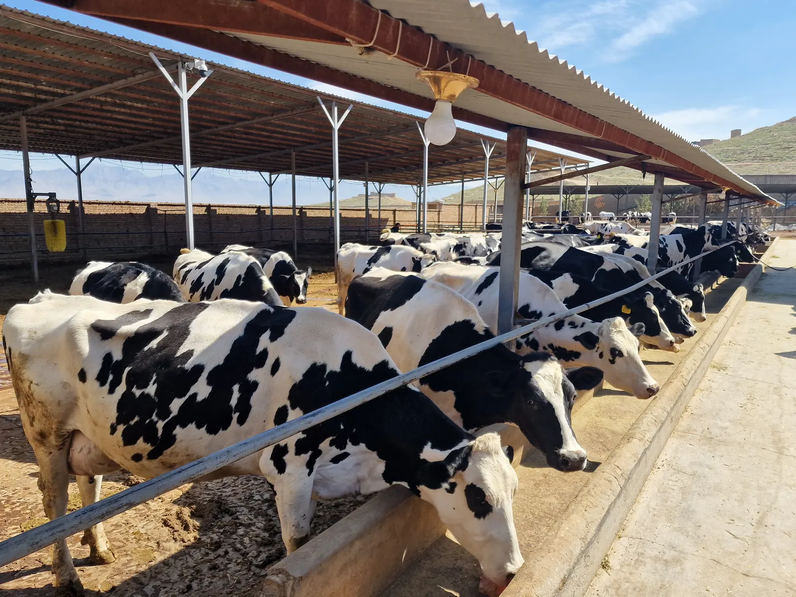 Hadis Hanofa dairy herd